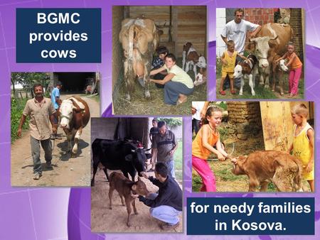 BGMC provides cows for needy families in Kosova..