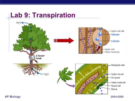 Lab 9: Transpiration 2004-2005.