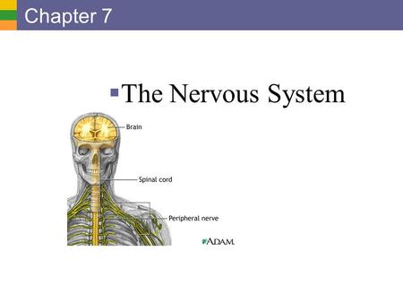 Chapter 7 The Nervous System.