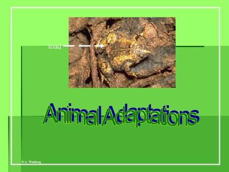 Toad Animal Adaptations.