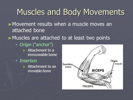 Muscles and Body Movements