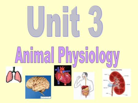 The brain is a complex organ consisting of several different regions. The CEREBRUM is the largest part of the brain and is divided into 2 connecting hemispheres.