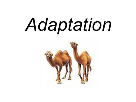 Adaptation.