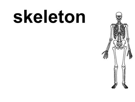 Skeleton.