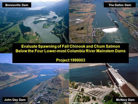 McNary Dam The Dalles DamBonneville Dam John Day Dam Evaluate Spawning of Fall Chinook and Chum Salmon Below the Four Lower-most Columbia River Mainstem.