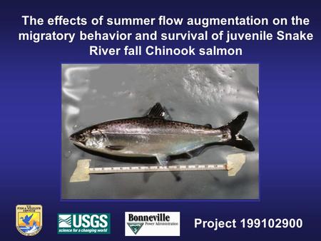 The effects of summer flow augmentation on the migratory behavior and survival of juvenile Snake River fall Chinook salmon Project 199102900.