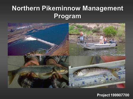 Northern Pikeminnow Management Program