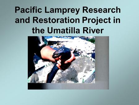 Pacific Lamprey Research and Restoration Project in the Umatilla River