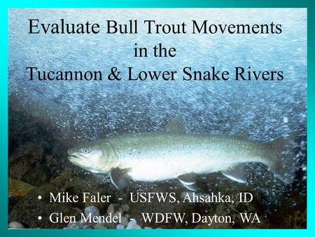 Mike Faler - USFWS, Ahsahka, ID Glen Mendel - WDFW, Dayton, WA Evaluate Bull Trout Movements in the Tucannon & Lower Snake Rivers.