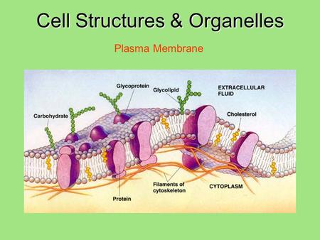 Cell Structures & Organelles