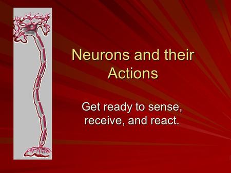 Neurons and their Actions