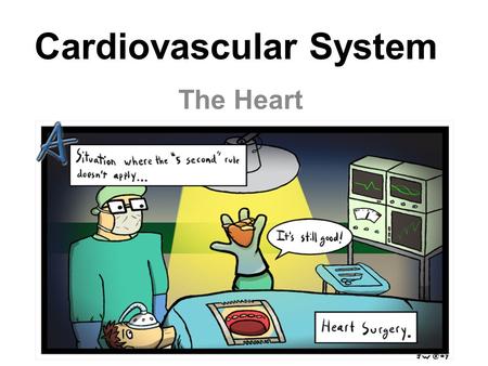 Cardiovascular System