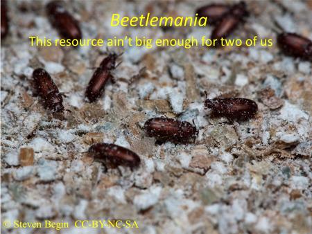 Beetlemania This resource aint big enough for two of us © Steven Begin CC-BY-NC-SA.