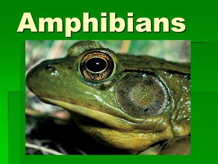 Amphibians.