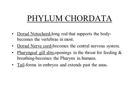 PHYLUM CHORDATA Dorsal Notochord-long rod that supports the body-becomes the vertebrae in most. Dorsal Nerve cord-becomes the central nervous system. Pharyngeal.