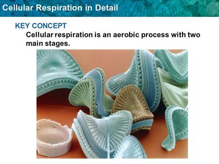 Glycolysis is needed for cellular respiration