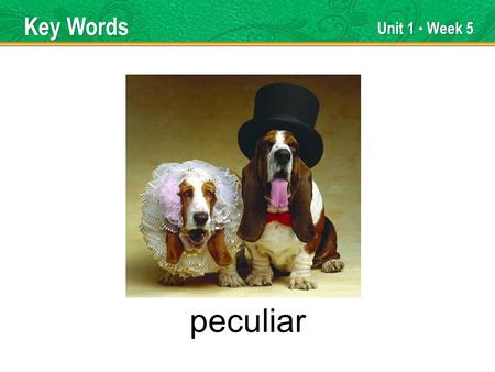 Unit 1 Week 5 peculiar Key Words. Unit 1 Week 5 positive Key Words.