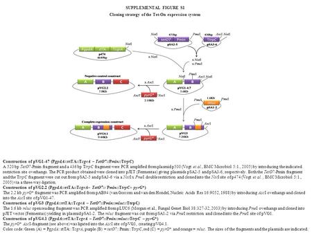 SUPPLEMENTAL FIGURE S1 Cloning strategy of the Tet-On expression system Construction of pVG1-47 (PgpdA::rtTA::TcgrA – TetO7::Pmin::TtrpC) A 520 bp TetO7-Pmin.