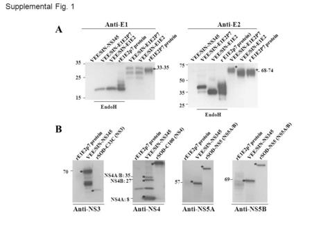 Anti-E1Anti-E2 rE1E2p7 protein VEE/SIN-E1E2P7 VEE/SIN-E1E2 33-35 rE1E2P7 protein VEE/SIN-E1E2P7 VEE/SIN-E1E2 EndoH 35 25 15 75 50 35 25 r E1E2p7 protein)