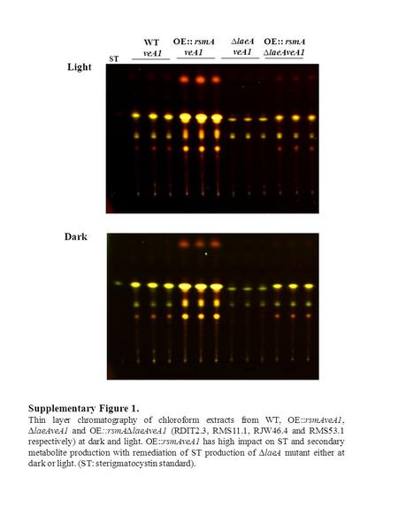 Light Dark WT veA1 OE:: rsmA veA1 laeA veA1 OE:: rsmA laeAveA1 ST Supplementary Figure 1. Thin layer chromatography of chloroform extracts from WT, OE::rsmAveA1,laeAveA1.