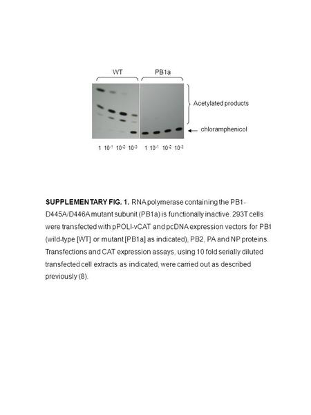 110 -1 10 -2 10 -3 110 -1 10 -2 10 -3 WTPB1a Acetylated products chloramphenicol SUPPLEMENTARY FIG. 1. RNA polymerase containing the PB1- D445A/D446A mutant.