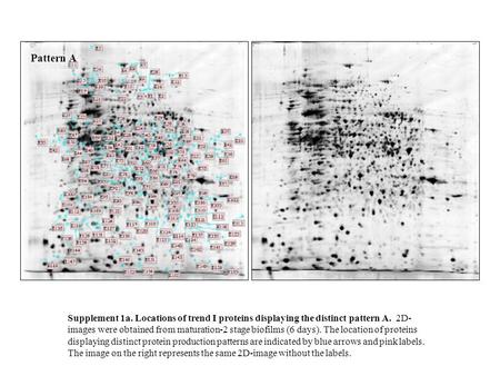 Supplement 1a. Locations of trend I proteins displaying the distinct pattern A. 2D- images were obtained from maturation-2 stage biofilms (6 days). The.