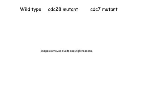 Wild typecdc28 mutantcdc7 mutant Images removed due to copyright reasons.