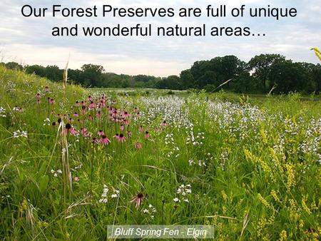 Bluff Spring Fen - Elgin Our Forest Preserves are full of unique and wonderful natural areas…