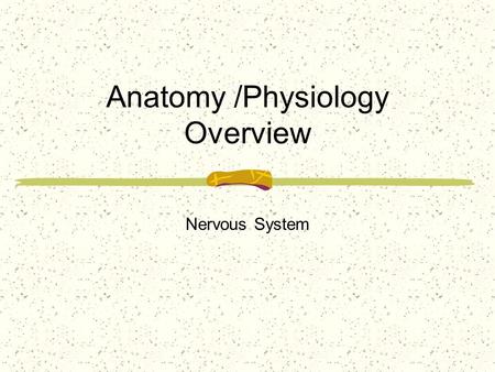 Anatomy /Physiology Overview