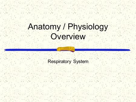 Anatomy / Physiology Overview