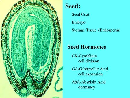 Seed: Seed Hormones Seed Coat Embryo Storage Tissue (Endosperm)