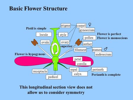 This longitudinal section view does not allow us to consider symmetry