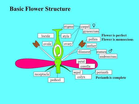 Basic Flower Structure