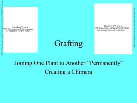 Grafting Joining One Plant to Another Permanently Creating a Chimera