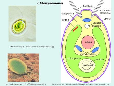 Chlamydomonas http://www.unap.cl/~cbrieba/common/chlamydomonas.jpg http://universe-review.ca/I10-23-chlamydomonas.jpg http://www.snv.jussieu.fr/bmedia/Chloroplaste/images/chlamydomonas.gif.