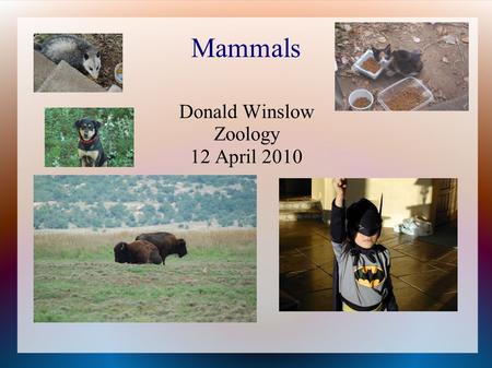 Mammals Donald Winslow Zoology 12 April 2010. Characteristics of mammals Synapsid skull, hair, keratin, follicles Glands: sweat, scent, sebaceous, and.