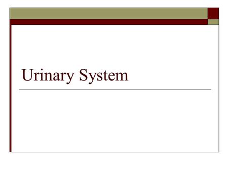 Urinary System.