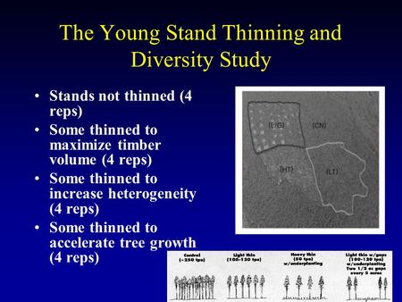 The Young Stand Thinning and Diversity Study Stands not thinned (4 reps) Some thinned to maximize timber volume (4 reps) Some thinned to increase heterogeneity.