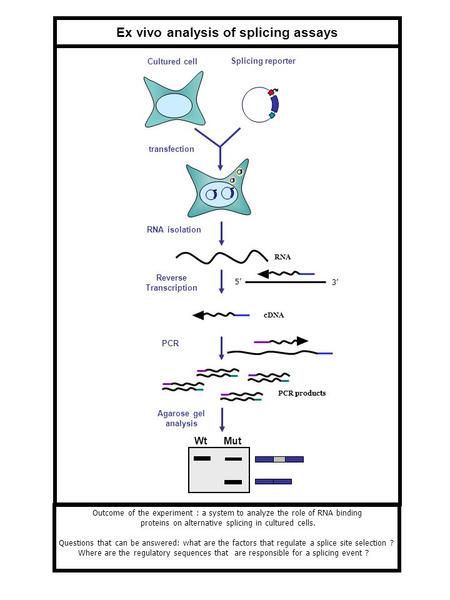 Reverse Transcription Ex vivo analysis of splicing assays