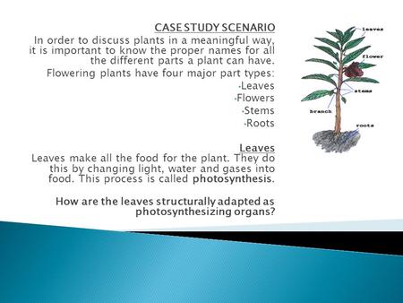 CASE STUDY SCENARIO In order to discuss plants in a meaningful way, it is important to know the proper names for all the different parts a plant can.