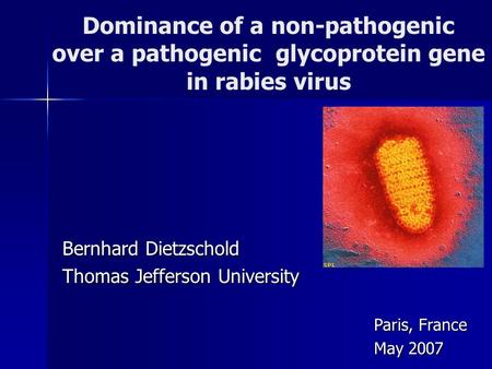 Bernhard Dietzschold Thomas Jefferson University Paris, France May 2007 Dominance of a non-pathogenic over a pathogenic glycoprotein gene in rabies virus.