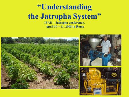 1 Understanding the Jatropha System IFAD – Jatropha conference, April 10 – 11, 2008 in Rome.