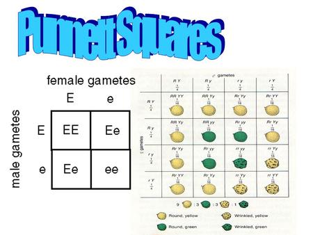 What are these confusing boxes for? After studying his results, Mendel realized that in order to get the results that he got, EACH PLANT HAD TO GET GENETIC.