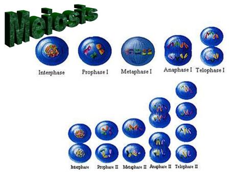 Meiosis.