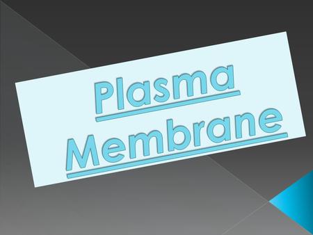 Plasma Membrane.