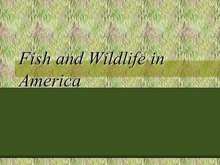 Fish and Wildlife in America. Renewable resources usually taken for granted we have developed an attitude that there will always be more Animals fall.