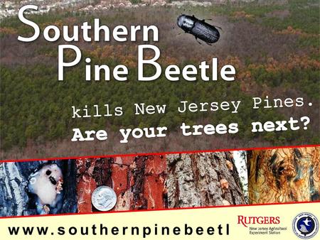 Www.southernpinebeetl e.nj.gov. Active for decades in Southeastern U.S. Reported insect problem in New Jersey in 2001 Confirmed by NJFS & USFS (Dendroctonus.