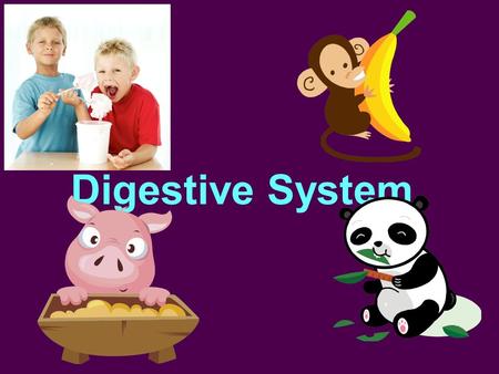 Digestive System.