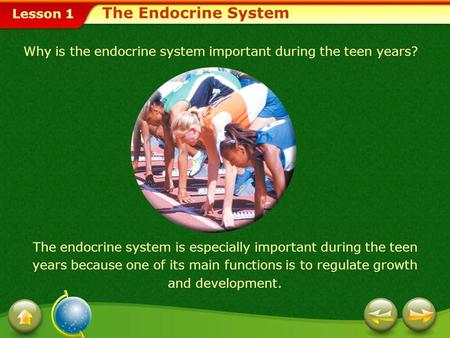 The Endocrine System Why is the endocrine system important during the teen years? The endocrine system is especially important during the teen years because.