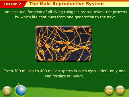 The Male Reproductive System